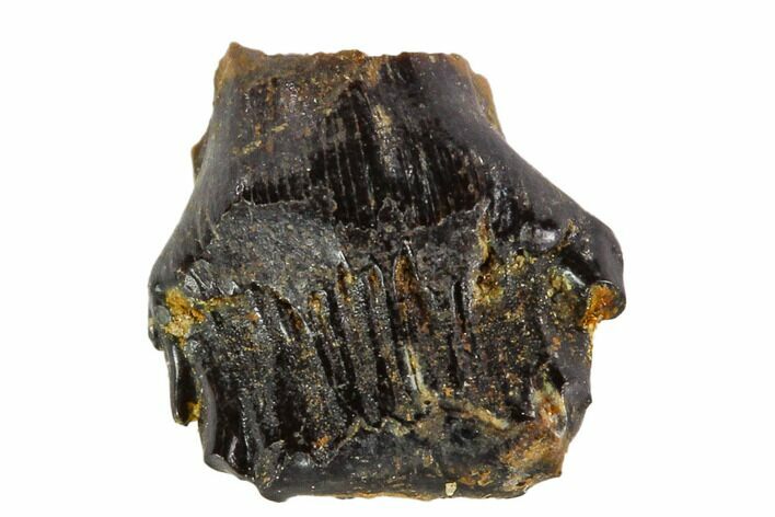 Fossil Ankylosaur Tooth - Montana #108141